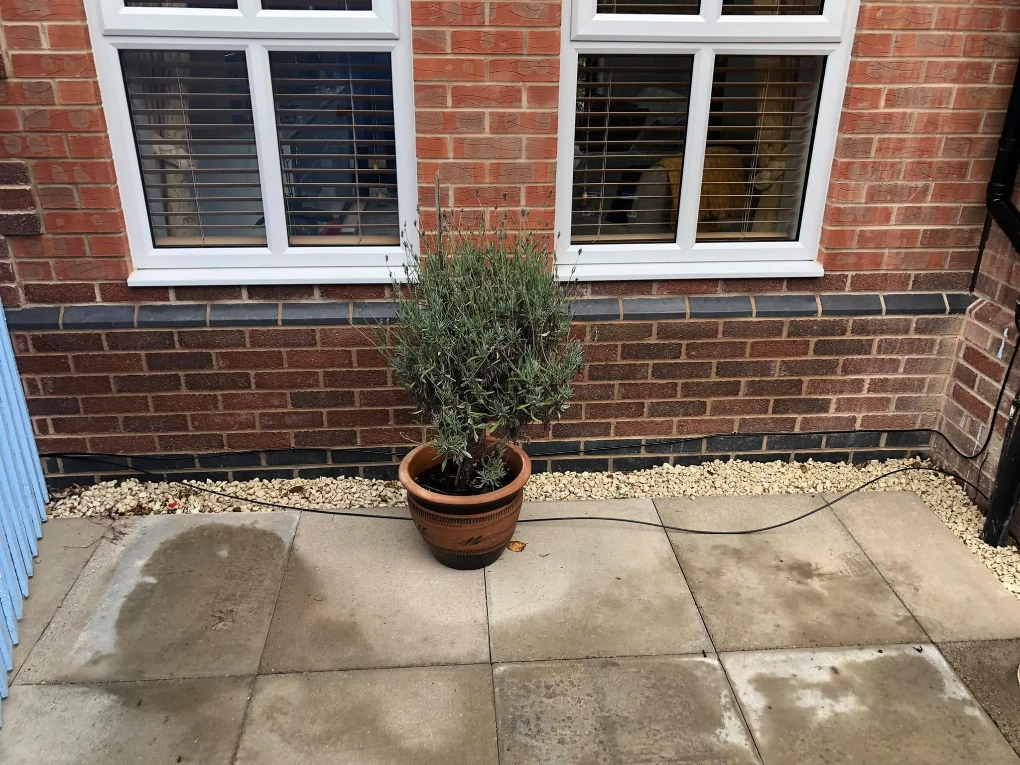 Black cable lies loose across patio slabs and gravel around a potted lavender below two white-framed windows